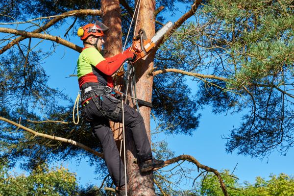 Arborist Service
