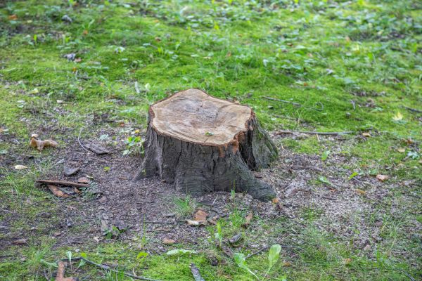 Bush Stump Removal in Westerville