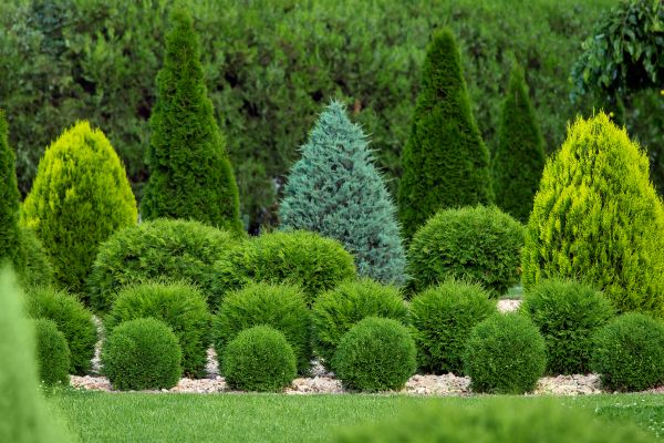 Cost of Bush Trimming Service in Westerville