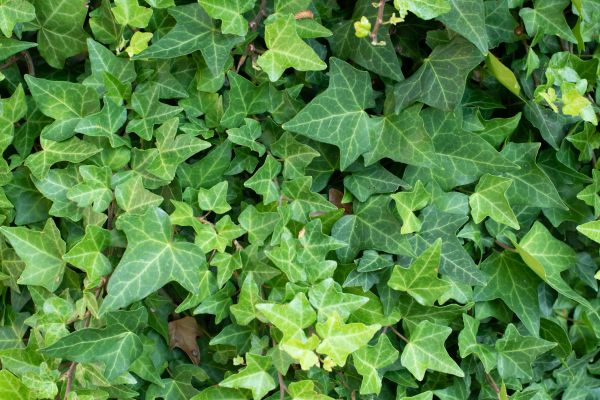 Cost of English Ivy Removal in Westerville
