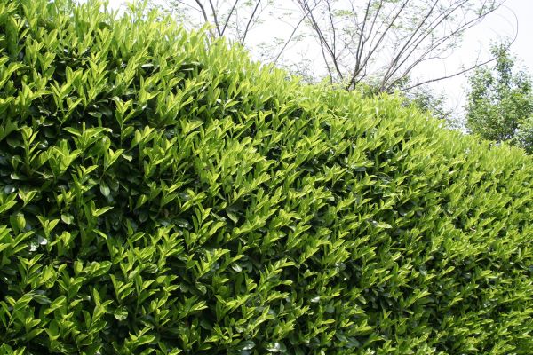 Cost of Laurel Removal in Westerville