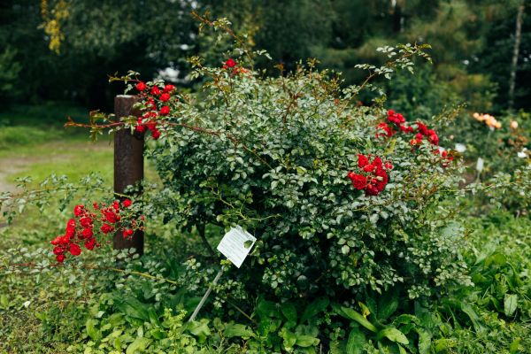 Cost of Rose Bush Removal in Westerville
