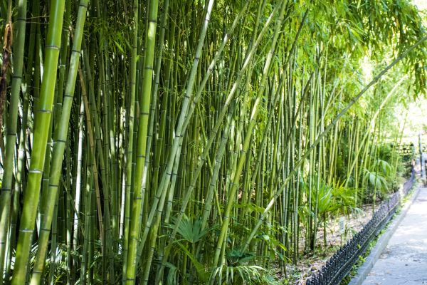 Cost of Bamboo Root Removal in Westerville
