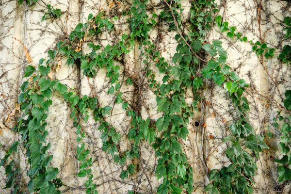 Cost of Vine Removal Service in Westerville