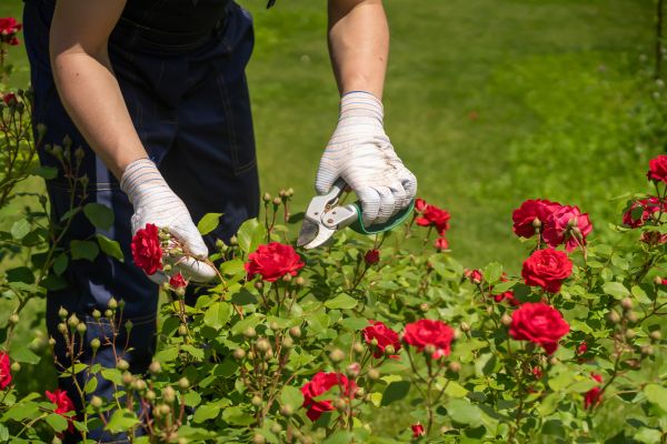 Rose Bush Shearing