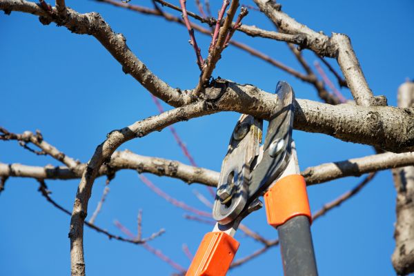 Cost of Selective Pruning in Westerville