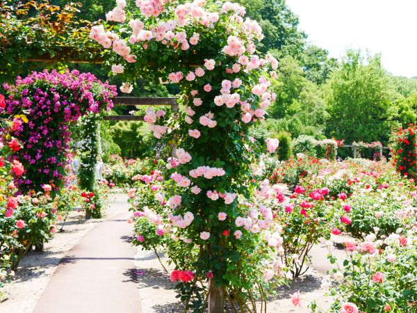 Pruning Roses Service