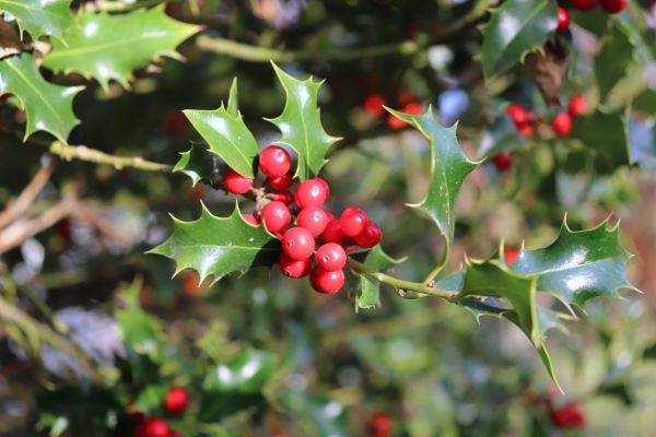 Cost of Holly Tree Trimming in Westerville