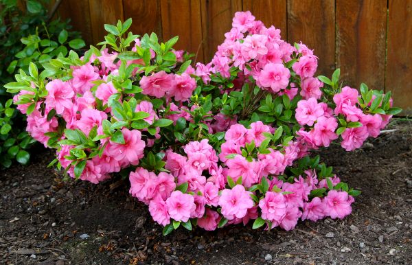 Cost of Azaleas Removal in Westerville