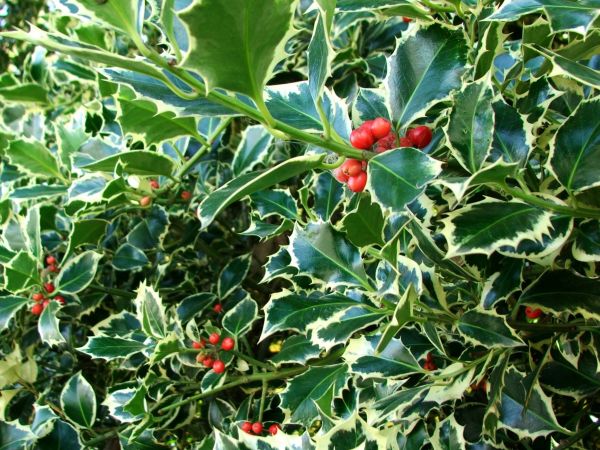 Cost of Holly Bushes Trimming in Westerville