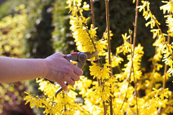 Forsythia Pruning in Westerville