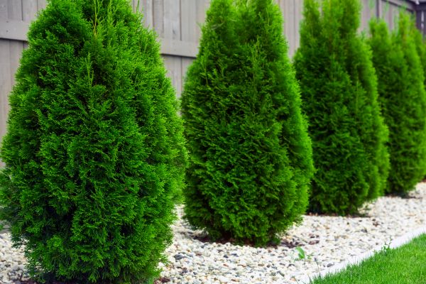 Cost of Arborvitae Removal in Westerville