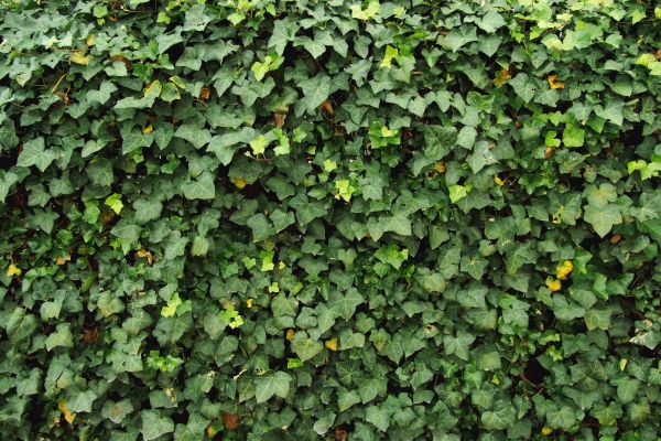 Cost of Ivy Pruning service in Westerville