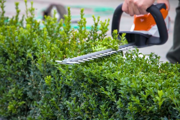 Cost of Evergreen Hedge Trimming in Westerville