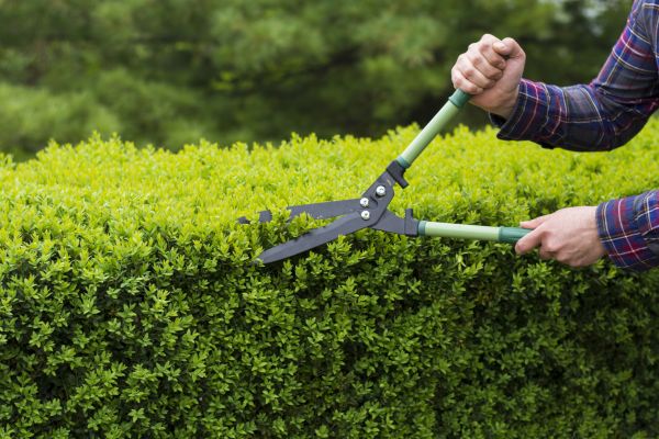 Cost of Evergreen Shrub Pruning in Westerville