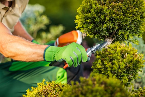 Cost of Landscape Pruning Service in Westerville