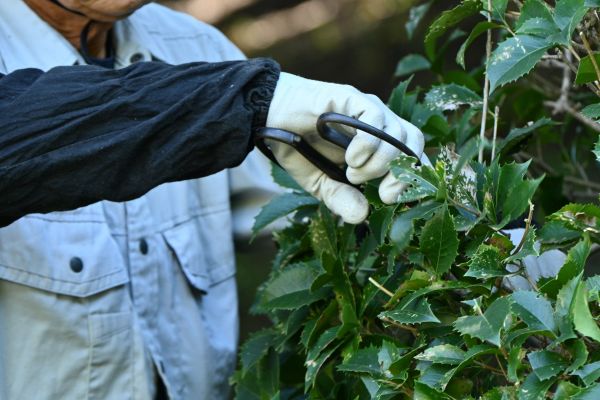 Holly Pruning in Westerville