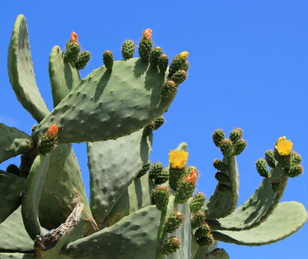 Cost of Cactus Removal in Westerville