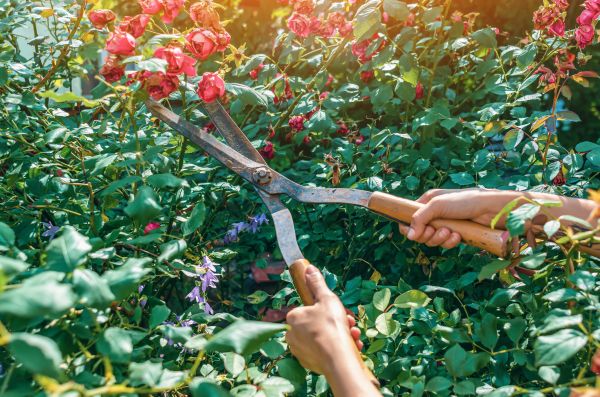 Knockout Roses Pruning in Westerville