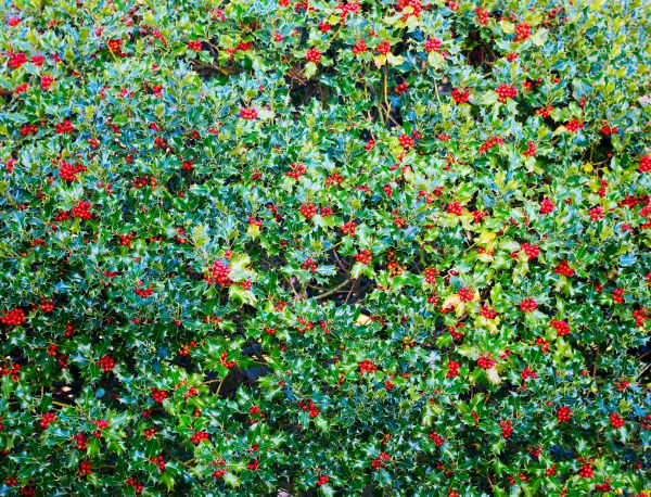 Cost of Holly Bush Removal in Westerville