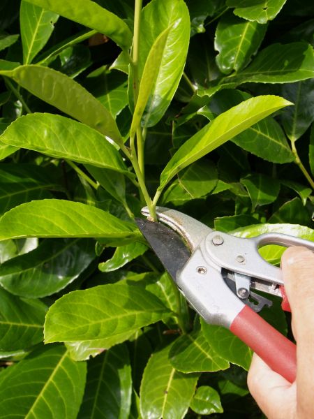 Laurel Hedge Pruning