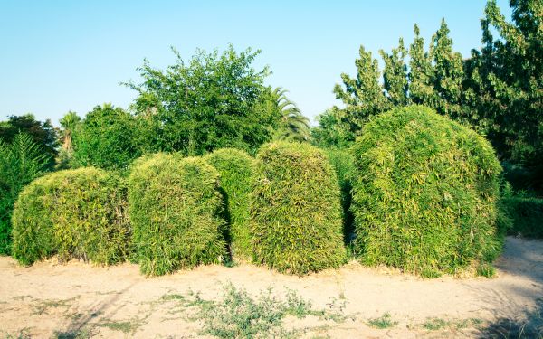 Cost of Bamboo Hedge Removal in Westerville
