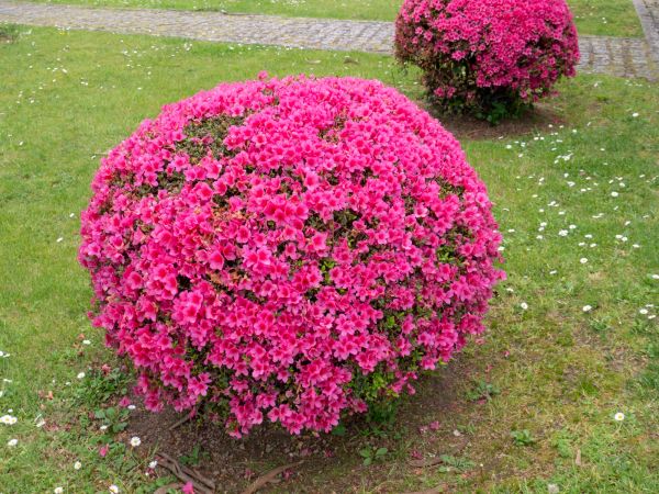 Cost of Rhododendron Pruning in Westerville
