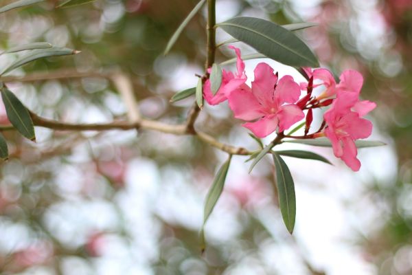 Cost of Oleander Removal in Westerville