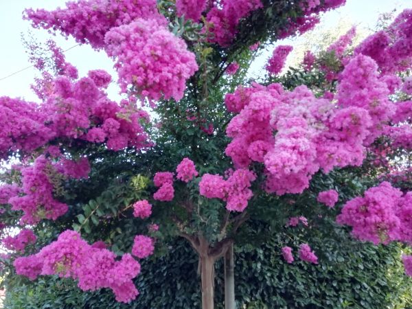 Cost of Crape Myrtle Pruning in Westerville