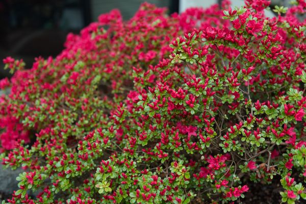Cost of Weigela Removal Service in Westerville