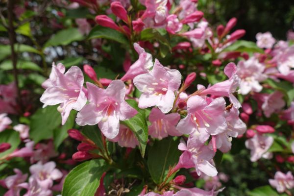 Cost of Weigela Pruning Service in Westerville