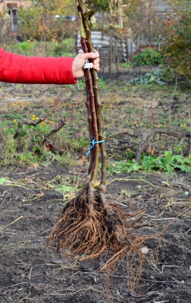 Cost of Shrub Root Removal in Westerville