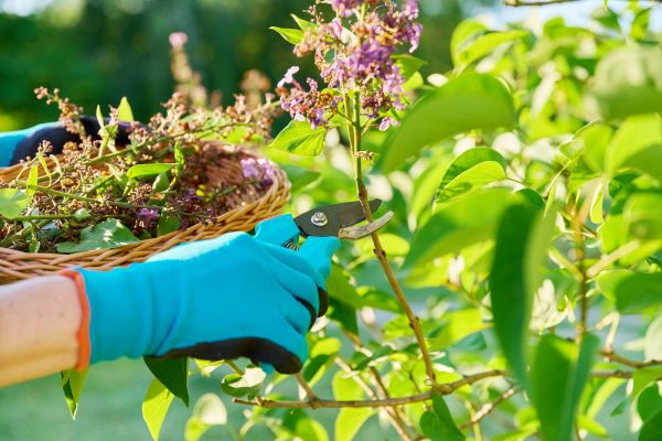Cost of Lilac Trimming Service in Westerville