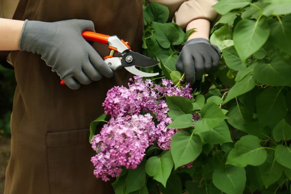Cost of Lilac Pruning Service in Westerville