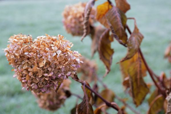Cost of Hydrangea Removal in Westerville