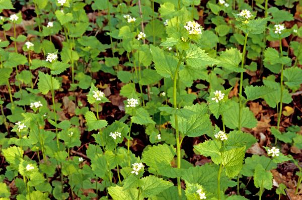 Cost of Garlic Mustard Removal in Westerville
