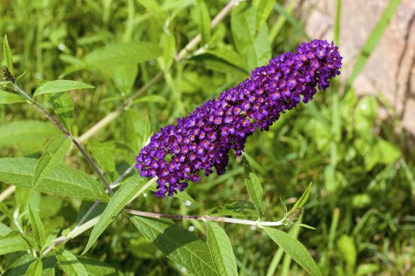 Butterfly Bush Pruning in Westerville