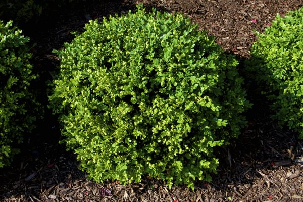 Cost of Boxwood Removal in Westerville