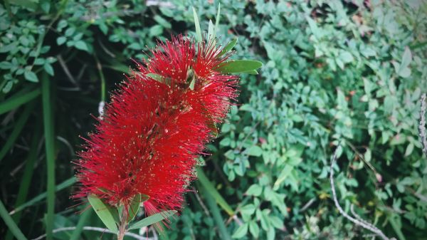 Cost of Bottlebrush Pruning in Westerville