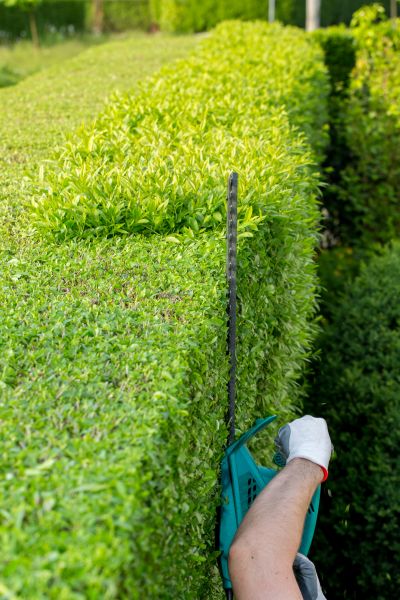 Hedge Trimming in Westerville
