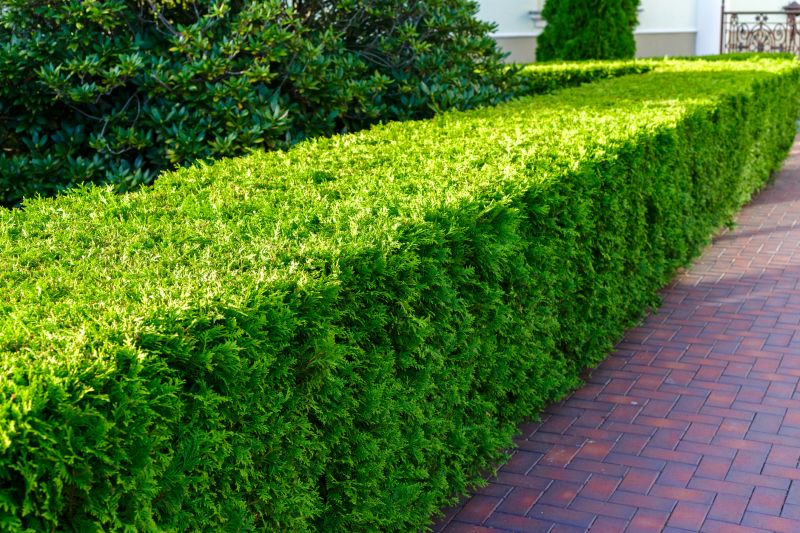 Hedge with Clean Lines